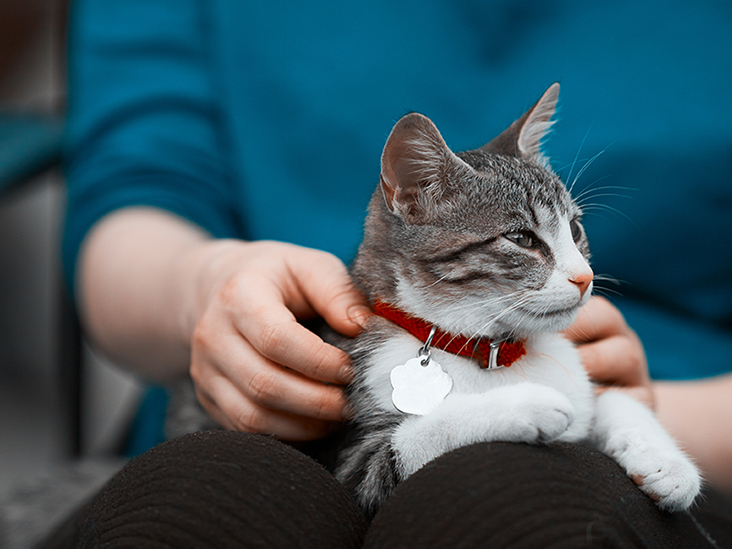 A new finger-prick test for the Cat Poop&nbsp;Parasite