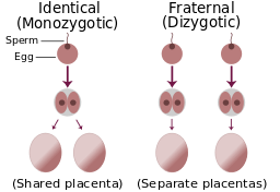 256px-Identical-fraternal-sperm-egg.svg
